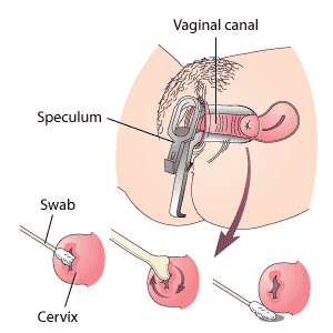 Female reproductive system