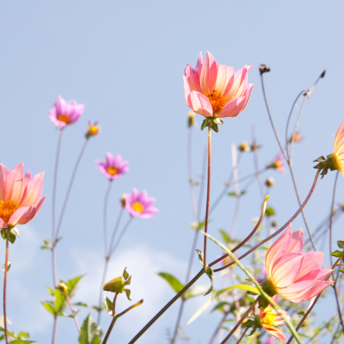 Pink cosmos flowers reach toward a clear blue Canadian sky, capturing the gentle transition between summer and fall.