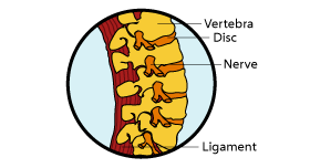 Your lumbar curve, which bears the most of the strain of sitting, needs constant support.