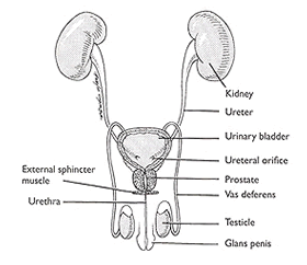 adrenal gland location and function