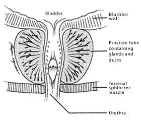 The prostate contains many glands and ducts