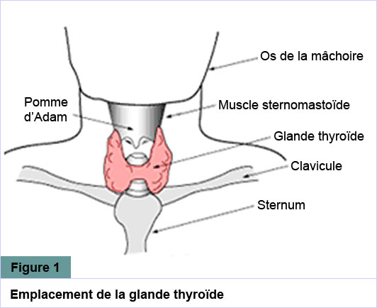 maladies de la thyroide l hyperthyroidie et l hypothyroidie salutbonjour ca