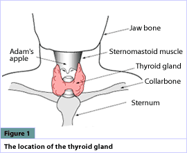 The thyroid gland