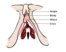Clitoris region and erectile tissue