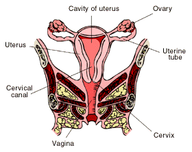 Vaginal area muscles as the origin of intercourse pain.